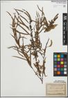 Foto von Salix humboldtiana Willd.